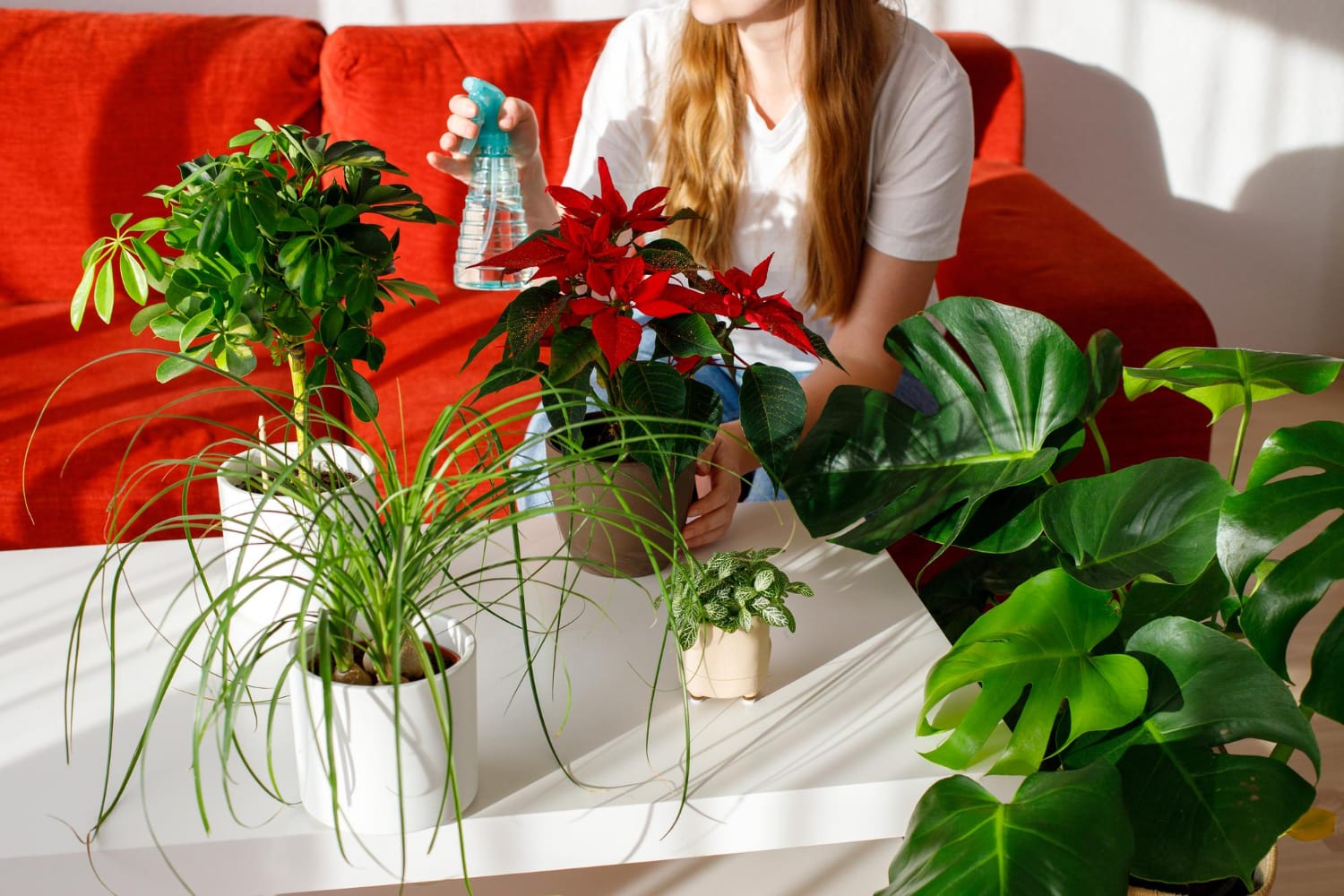 Fragrant Indoor Plants